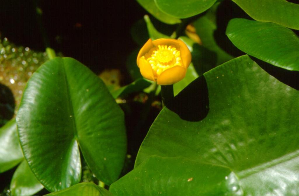 Nuphar luteum κν.