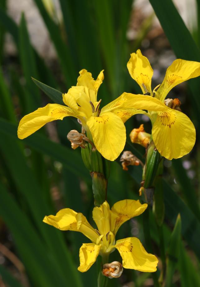 Iris pseudacorus κν.
