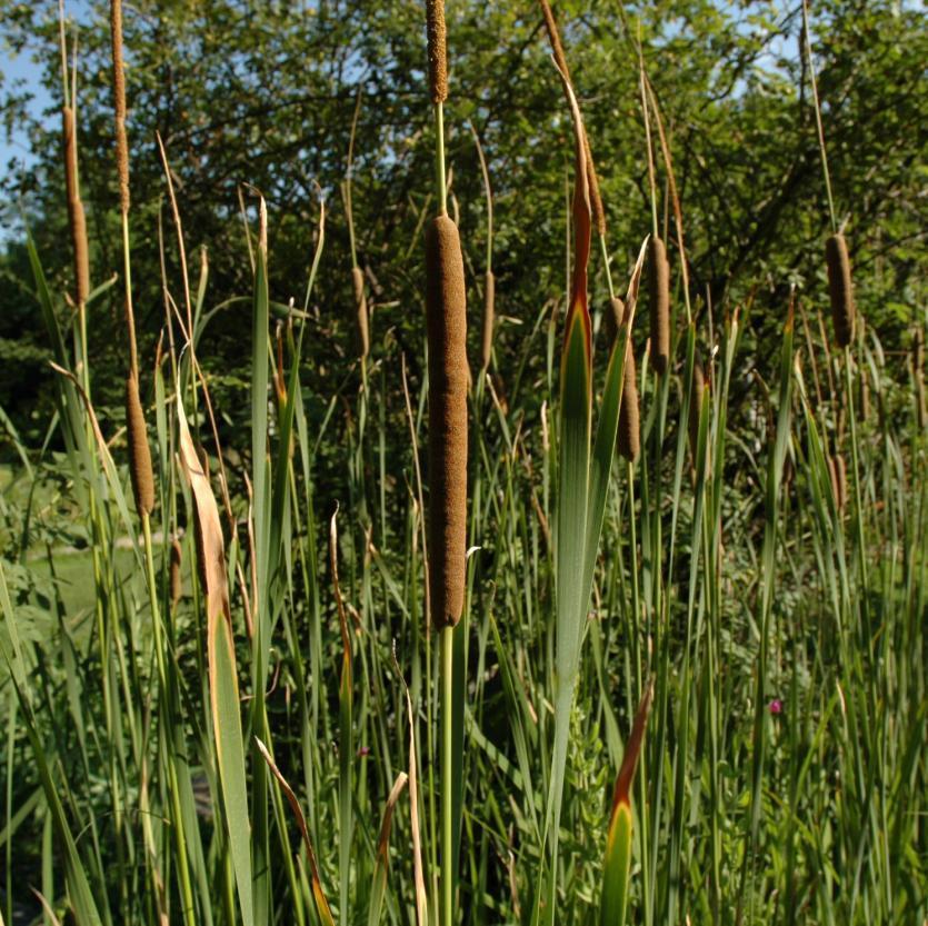 Typha latifolia