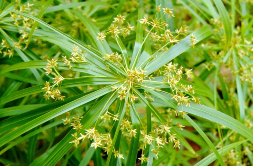 Cyperus involucratus