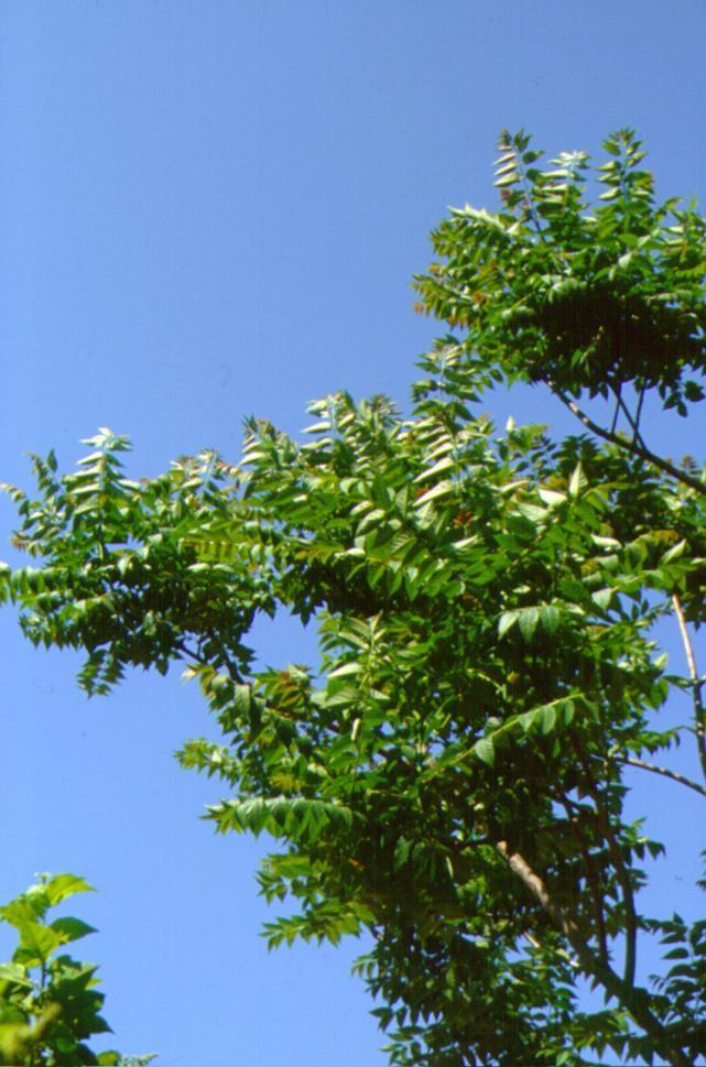 Ailanthus altissima - κν.
