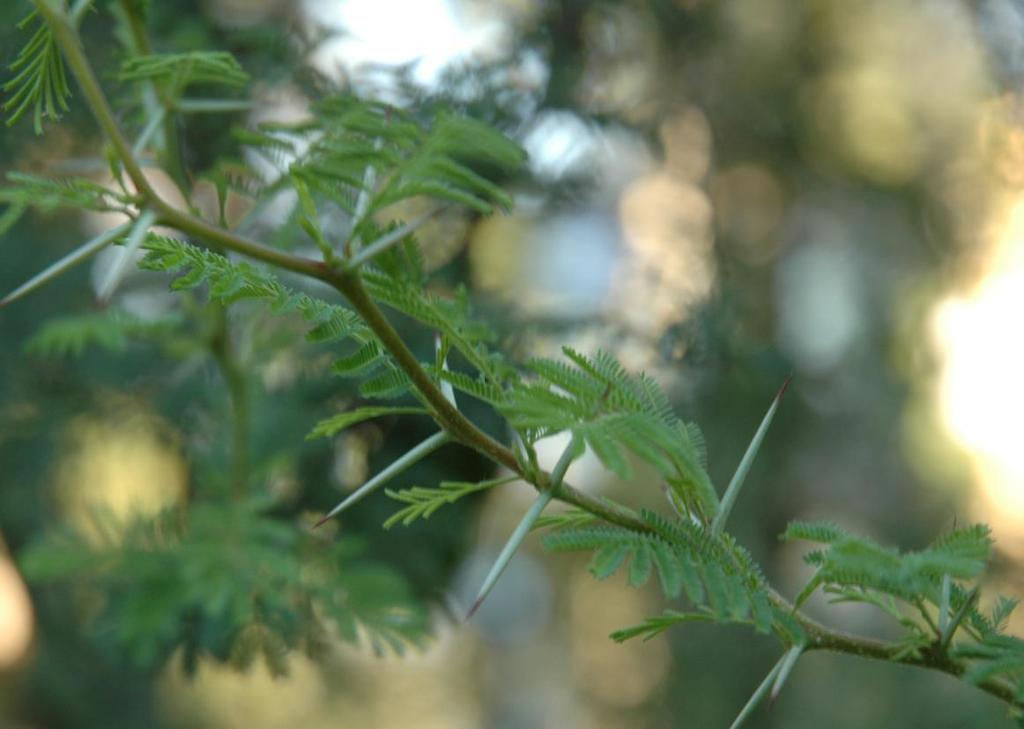 ΜΕ ΑΓΚΑΘΙΑ Acacia