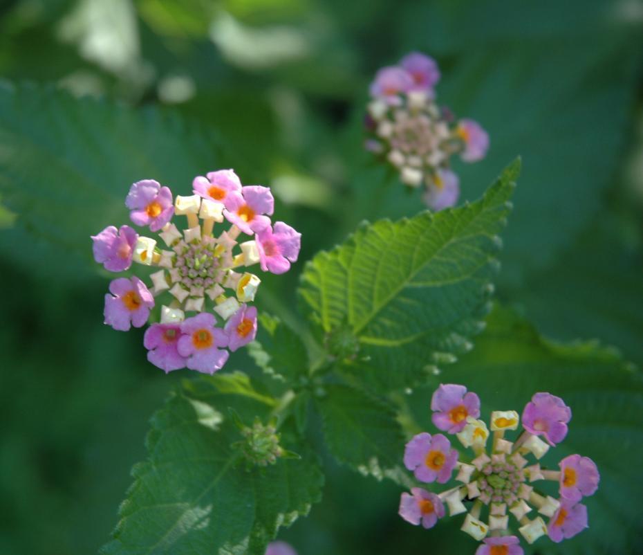 ΜΕ ΑΓΚΑΘΙΑ Lantana