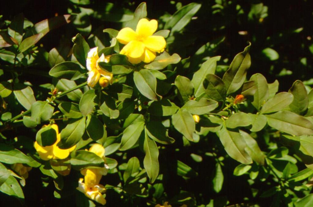 ΑΝΑΡΡΙΧΗΤΙΚΟ Jasminum