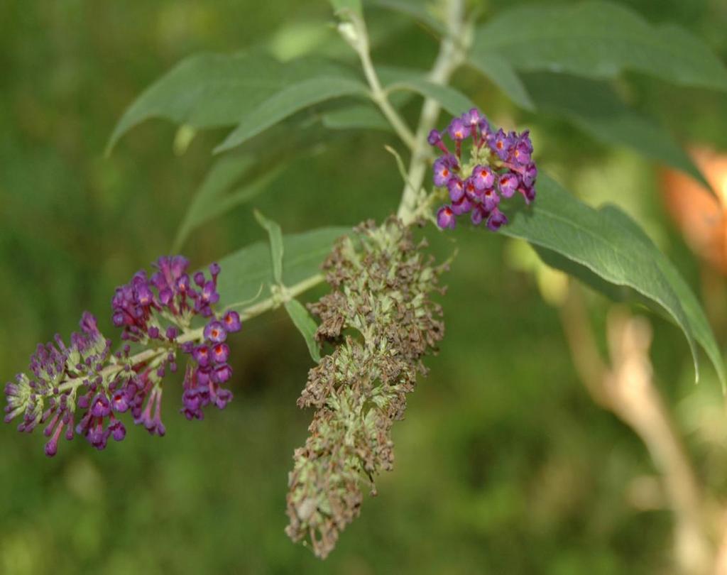 ΝΕΚΤΑΡΟΦΟΡΟ Buddleja