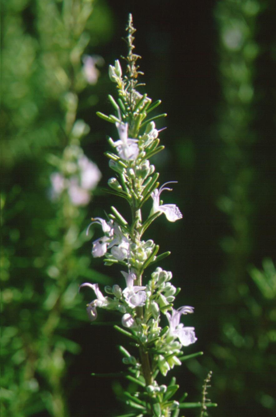 Το δεντρολίβανο (Rosmarinus officinalis) κατά την