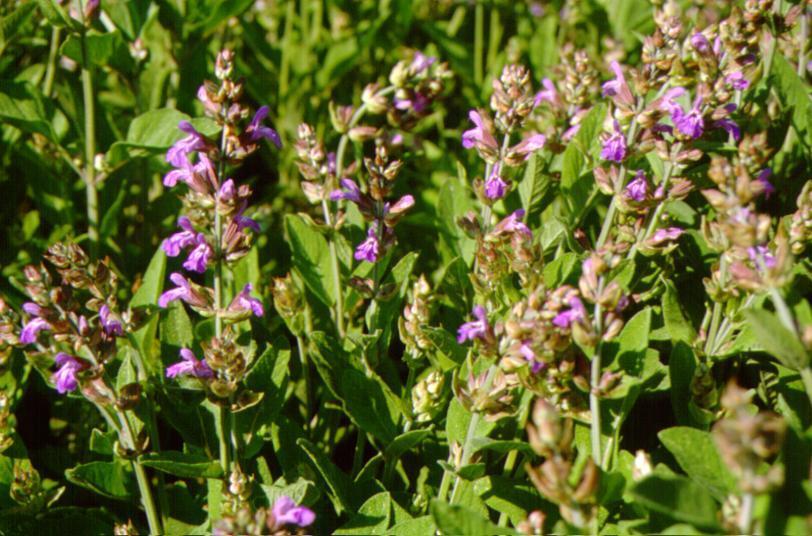 είδη Salvia fruticosa