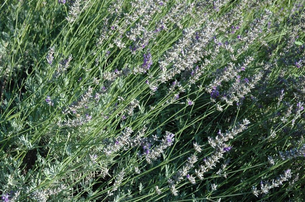 ΝΕΚΤΑΡΟΦΟΡΟ Lavandula