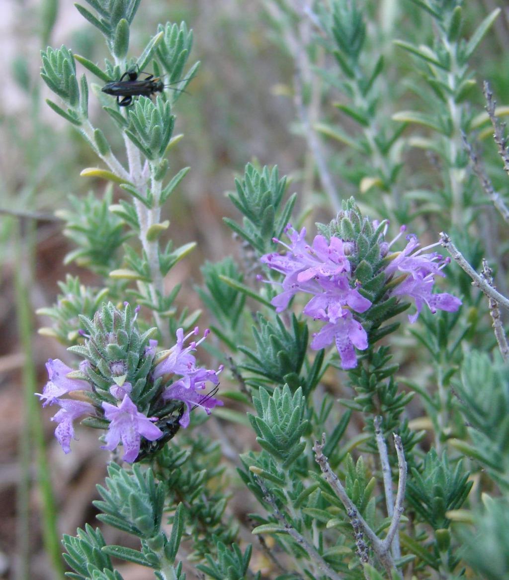 Thymbra capitata θυμάρι