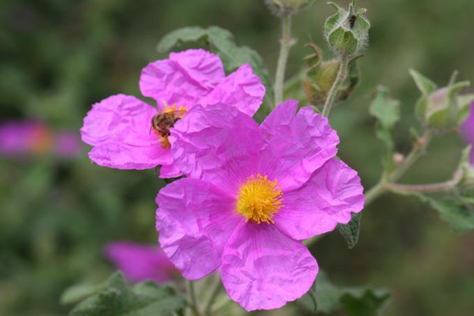 ιθαγενές Cistus