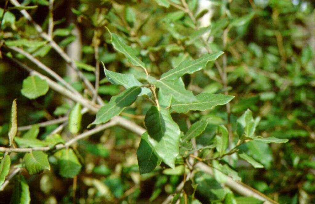 ιθαγενές Η Quercus ilex (κν.