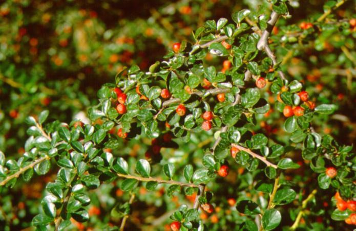 Cotoneaster