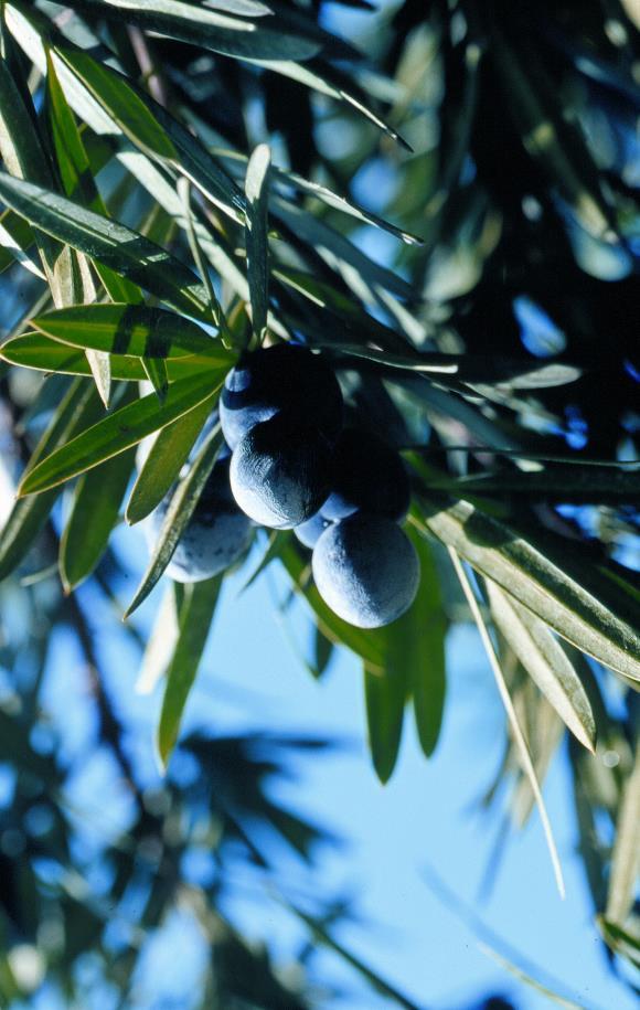 ΚΑΡΠΟΦΟΡΟ ΑΕΙΘΑΛΕΣ ιθαγενές Olea