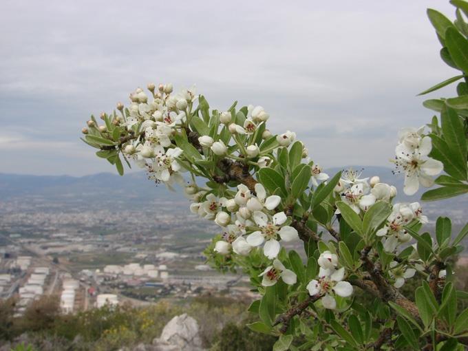 ΚΑΡΠΟΦΟΡΟ ΑΕΙΘΑΛΕΣ Pyrus