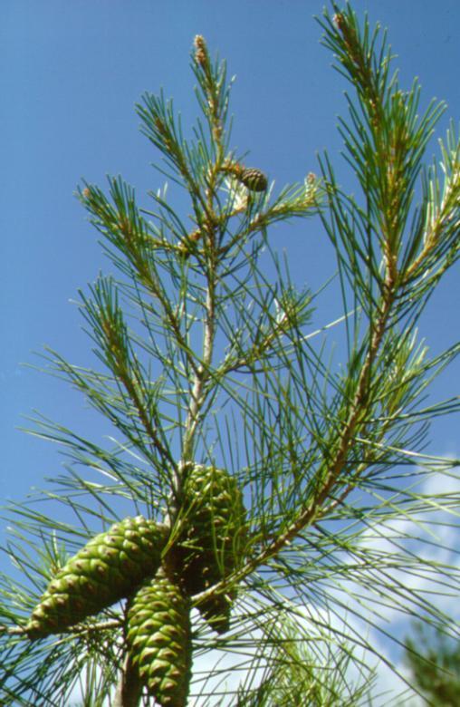 ιθαγενές Pinus