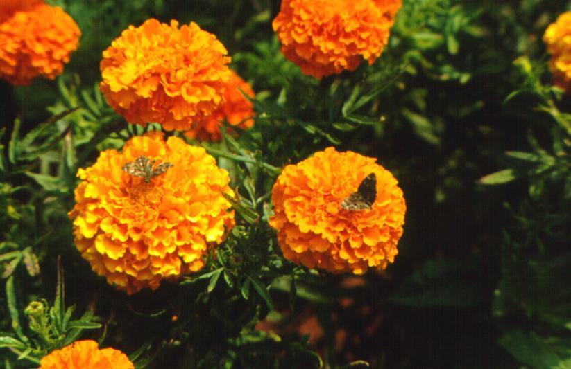 Tagetes erecta