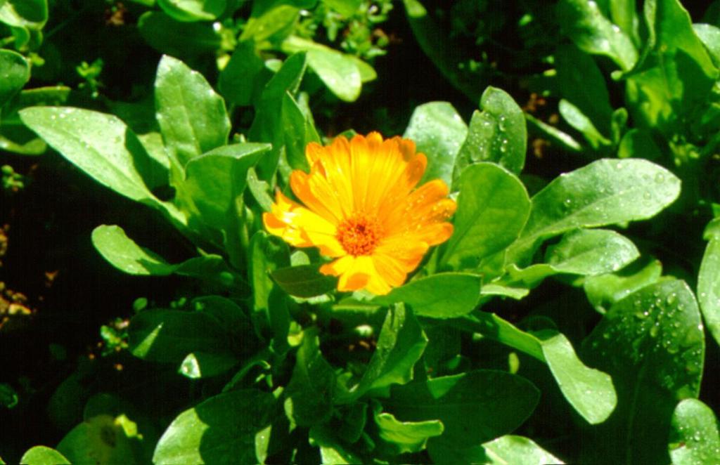 ΑΝΑΠΑΡΑΓΩΓΗ ΜΕ ΣΠΕΡΜΑΤΑ Calendula