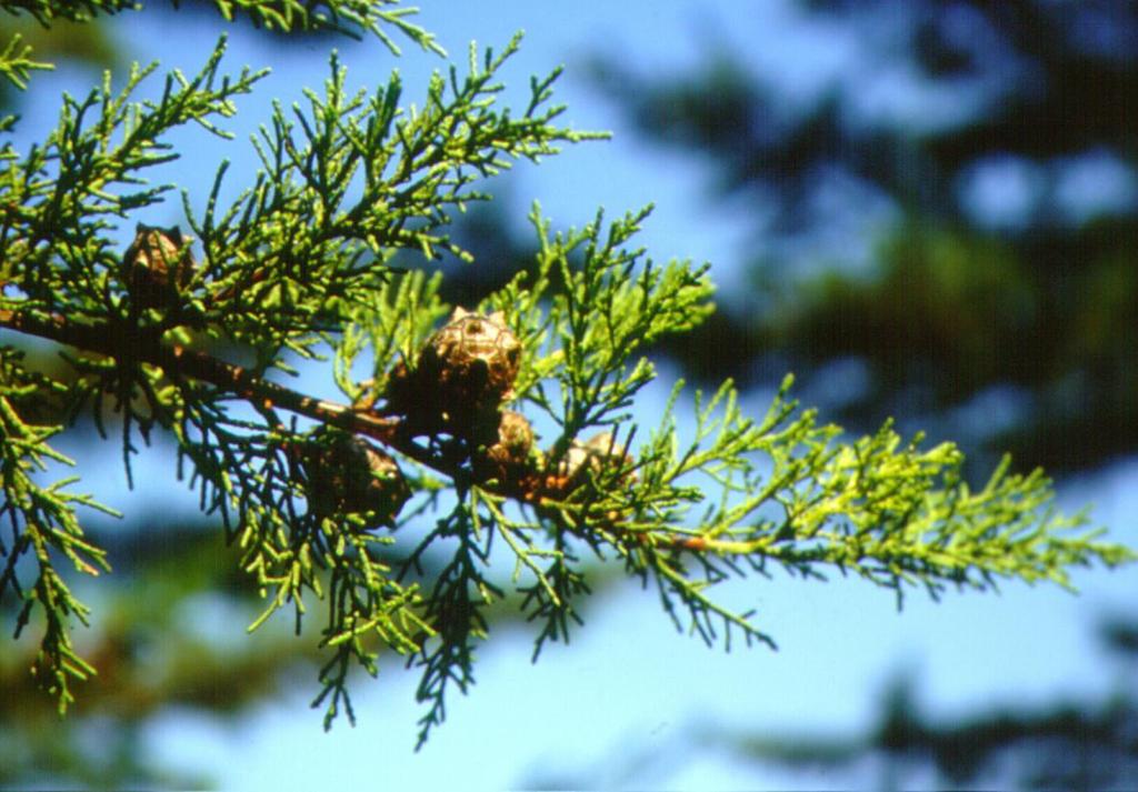 Cupressus sempervirens