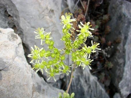 Sedum sediforme