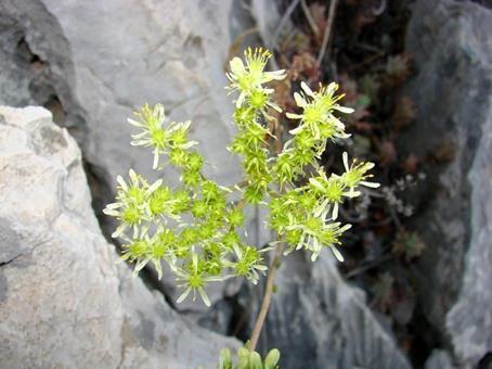 Sedum sediforme