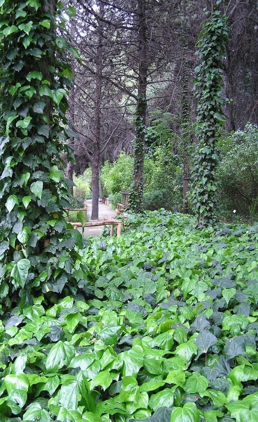 Ο κισσός (Hedera helix), εκτός από την αναρριχητική του ικανότητα, έχει και άλλη μία, που λίγοι γνωρίζουν: μειώνει το