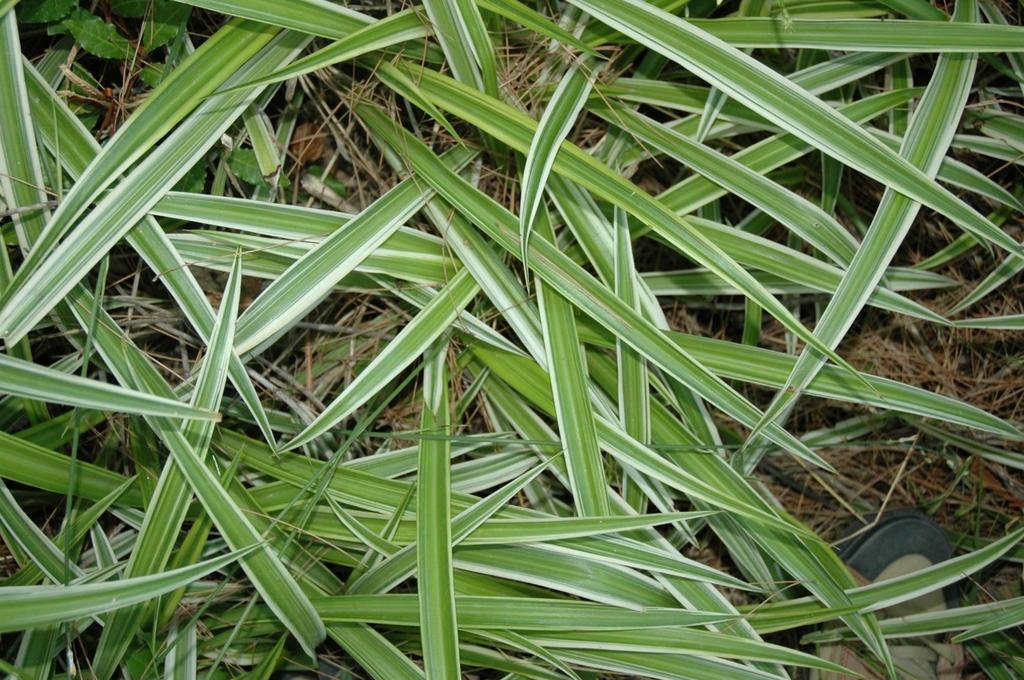 Το νοτιοαφρικανικό Chlorophytum comosum (κν.