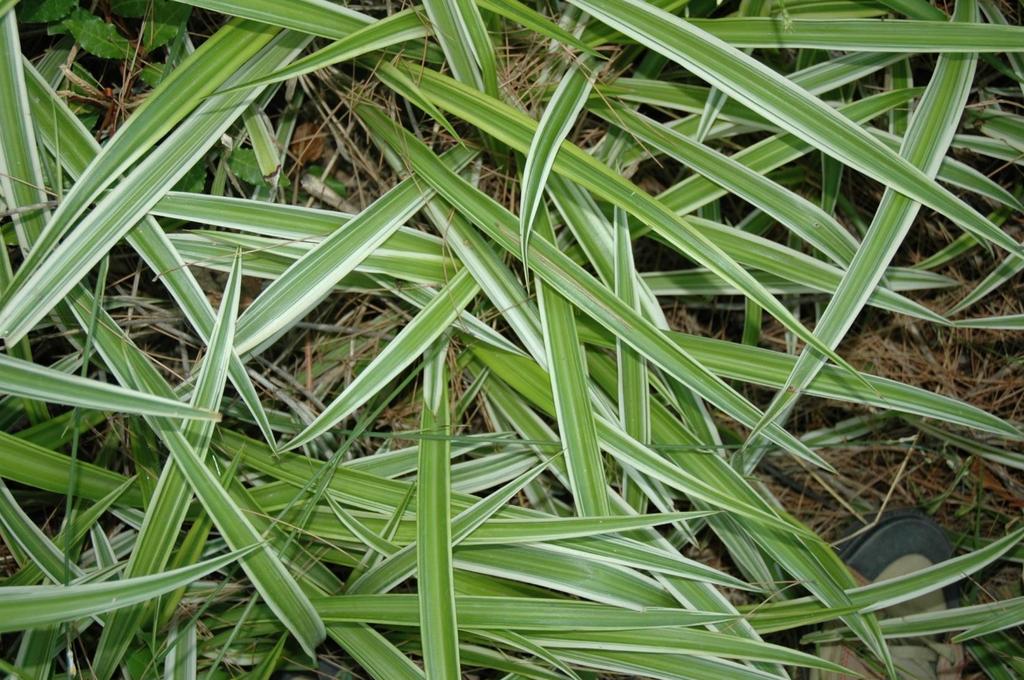 Το νοτιοαφρικανικό Chlorophytum comosum (κν.