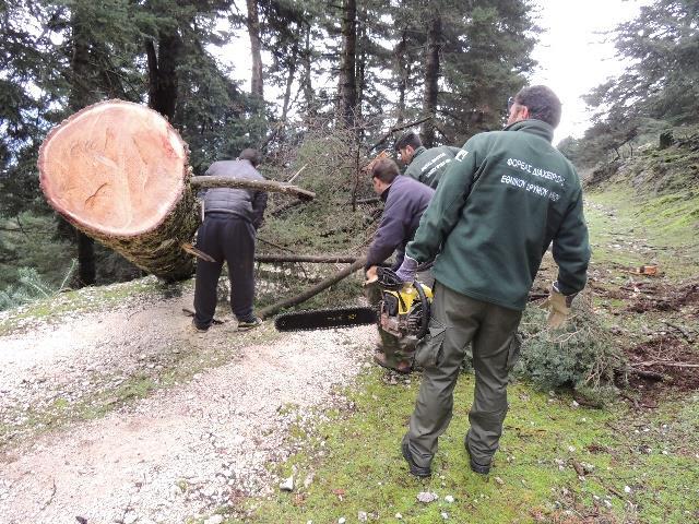 Εικόνες 12α & 12β.. Απομάκρυνση πεσμένων δέντρων από το δασικό οδικό δίκτυο. Figure 12a & 12b. Removing fallen trees from forest roads of the National Park.