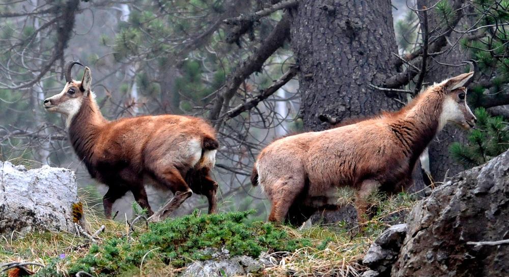 Γκιώνα 10 Αγριόγιδο Γκιώνα 10 Αγριόγιδο 1 Παρνασσός Η Προστατευόμενη περιοχή του Παρνασσού λόγω της γεωγραφικής θέσης, της ποικιλίας του ανάγλυφου, των μητρικών πετρωμάτων και των