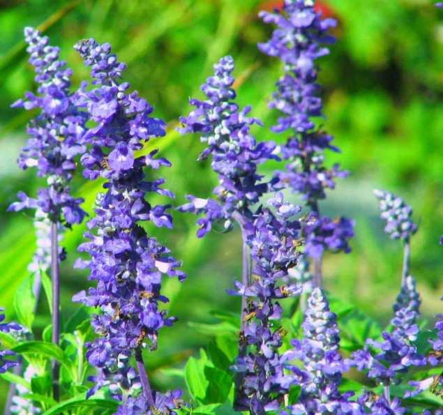 ΑΛΙΦΑΣΚΙΑ-ΦΑΣΚΟΜΗΛΟ(SALVIA OFFICINALIS) Το γένος salvia περιλαµβάνει περίπου 500 είδη ετήσιων, διετών, πολυετών ποωδών φυτών και θάµνων, των