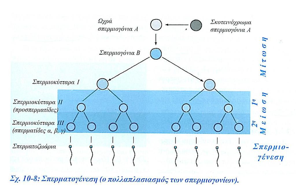 ΣΠΕΡΜΑΤΟΓΕΝΕΣΗ 3. ΣΠΕΡΜΙΟΓΕΝΕΣΗ.