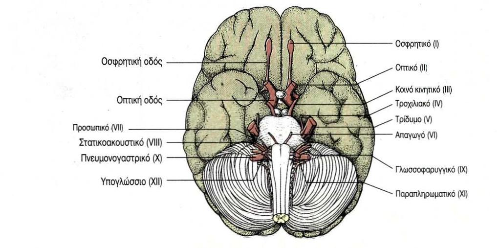 ελέγχει προσαγωγές και απαγωγές ίνες που φέρονται στα 12 εγκεφαλικά νεύρα τα οποία προσδιορίζονται µε ειδικά ονόµατα και µε