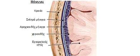 Εικόνα 4. Οι µήνιγγες του εγκεφάλου ( ιαθέσιµο στο http://www.elzoni.gr/html/ent/650/ent.64650.asp) 3.