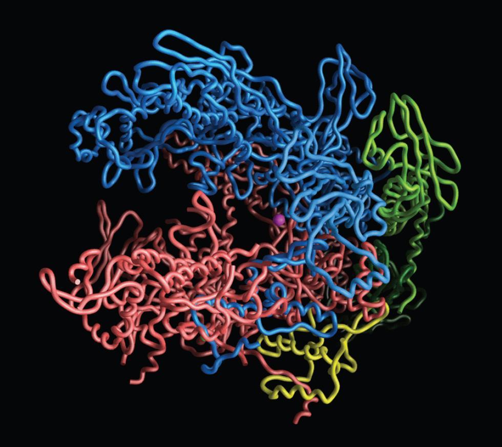 ΕΙΚΟΝΑ 7.5 Δομή της βακτηριακής RNA πολυμεράσης. Οι υπομονάδες α της πολυμεράσης απεικονίζονται με σκούρο πράσινο και ανοιχτό πράσινο χρώμα.