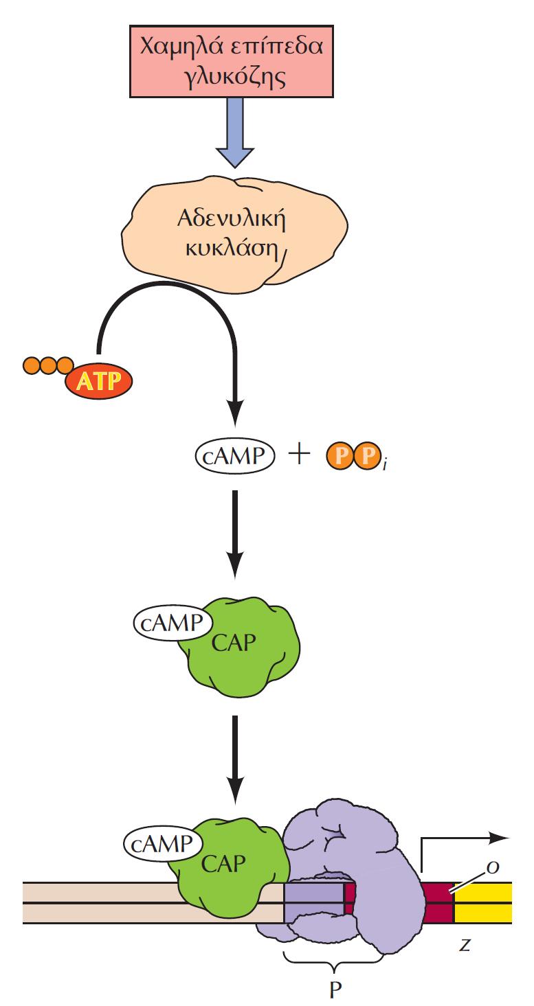 ΕΙΚΟΝΑ 7.9 Θετική ρύθμιση του οπερονίου lac από τη γλυκόζη. Όταν τα επίπεδα γλυκόζης είναι μειωμένα, ενεργοποιείται η αδενυλική κυκλάση, η οποία μετατρέπει το ATP σε κυκλικό AMP (camp).