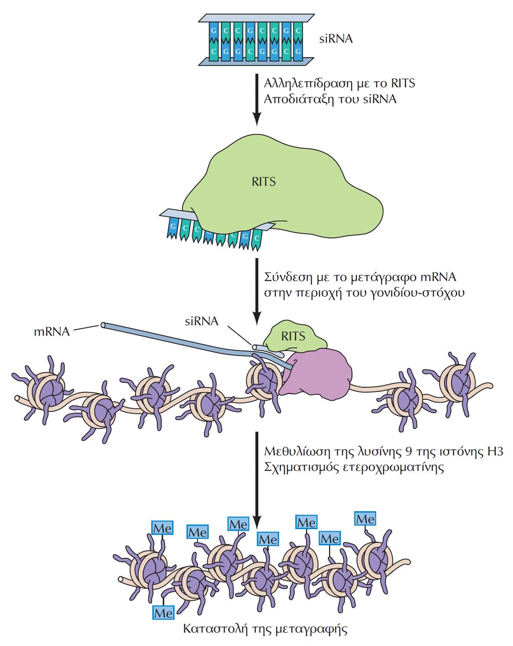 ΕΙΚΟΝΑ 7.38 Ρύθμιση της μεταγραφής από τα sirna. Τα sirna αλληλεπιδρούν με το σύμπλοκο RITS και καταστέλλουν τη μεταγραφή.