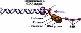 Έναρξη: 2. Δημιουργία RNA εκκινητή Η δράση της ελικάσης αφήνει εκτεθειμένο το εκμαγείο DNA, όμως ακόμα δεν μπορεί να συντεθεί νέο DNA.