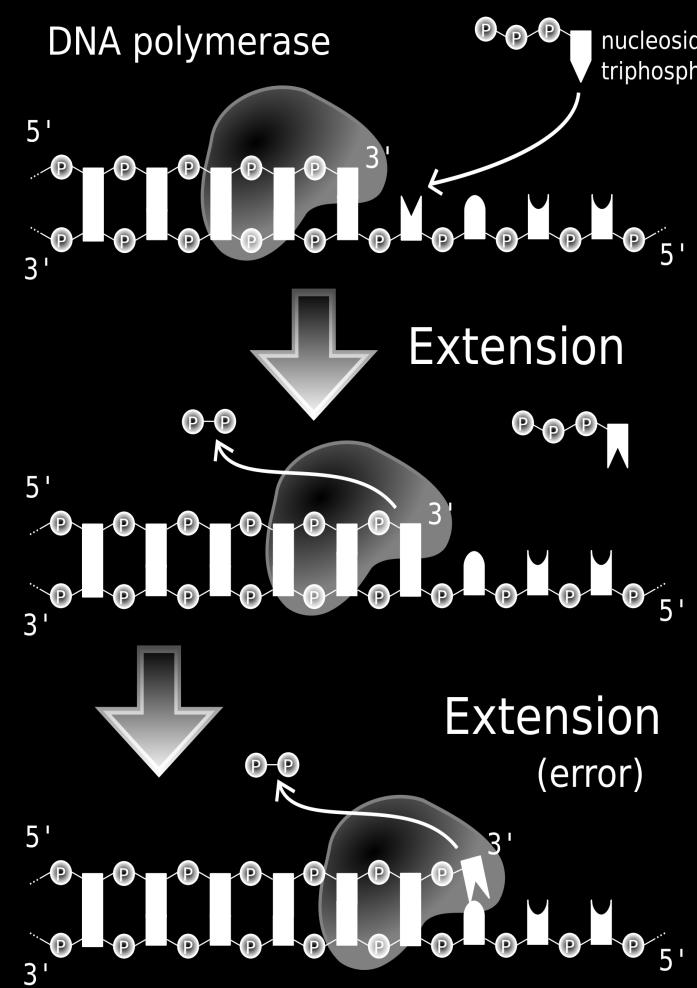 Επιμήκυνση: Σύνδεση των σωστών νουκλεοτιδίων στις νέες αλυσίδες DNA πολυμεράση : Ο πρωταγωνιστής της αντιγραφής του DNA Καταλύει την προσθήκη νουκλεοτιδίων στον επιμηκυνόμενο κλώνο του DNA Προσθήκη
