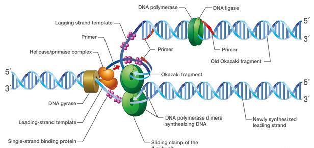 Σύνοψη Έναρξης-Επιμήκυνσης DNA πολυμεράση DNA λιγάση Εκμαγείο υπολειπόμενου κλώνου Εκκινητής Ελικάση-εκκινητάση Εκκινητής Εκκινητής Παλαιό τμήμα Okazaki
