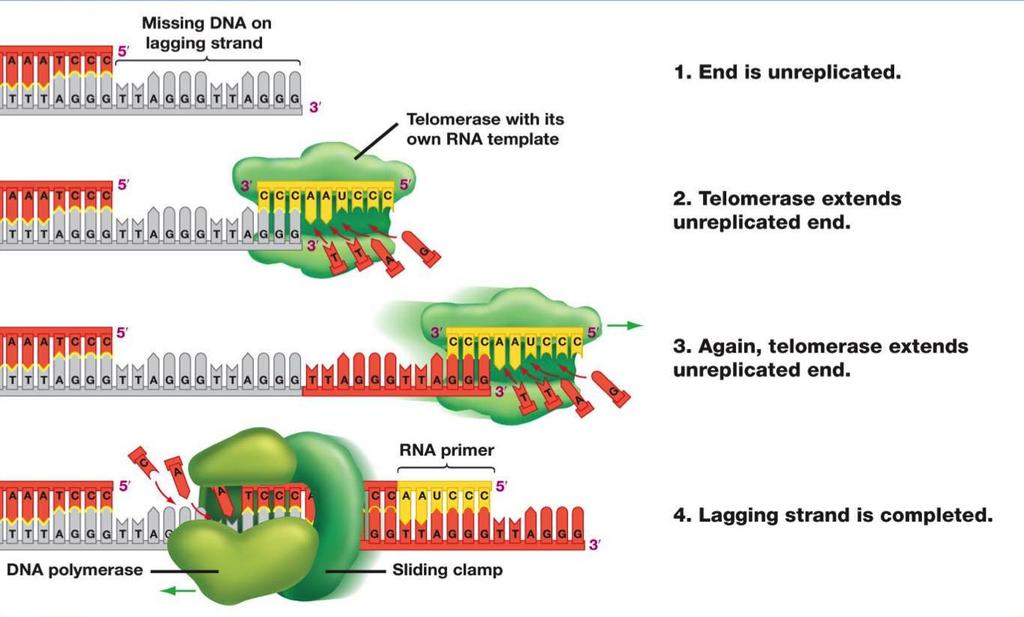Τερματισμός Γιατί χρειάζονται τα τελομερή Μονόκλωνη ουρά στον κλώνο-εκμαγείο Τελομεράση, η οποία περιλαμβάνει ένα μόριο RNA-εκμαγείο 1.