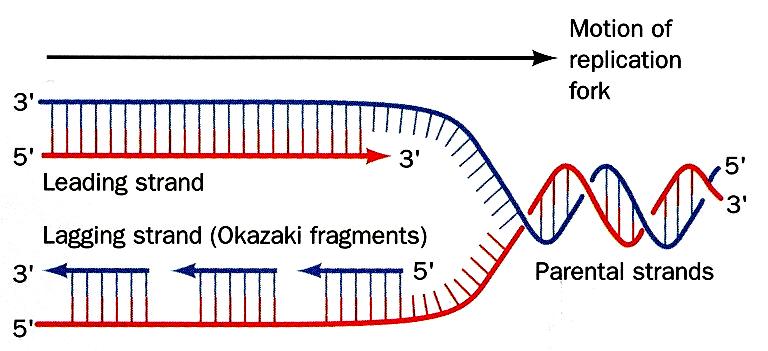 Okazaki Γονικές αλυσίδες