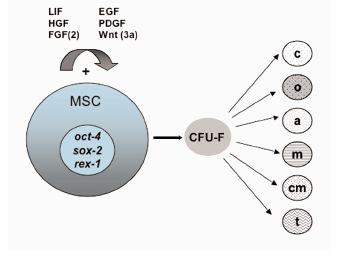 Ο LIF (Leukemia inhibitory factor) φαίνεται επίσης πως δρα επικουρικά στη διατήρηση του stemness των MSCs.