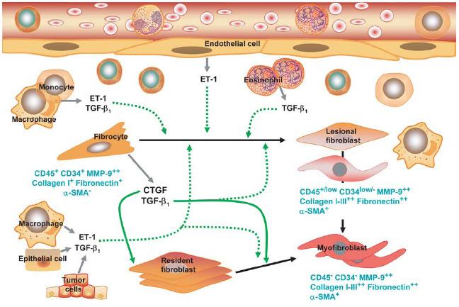 µείωση της έκφρασης των CD34 και CD45 αντιγόνων, καθώς µόνο το 21% των θετικών για την a-sma ινοκυττάρων ανιχνεύθηκε θετικό για το CD34 αντιγόνο την 7 η ηµέρα [Bellini et al., 2007]. Εικόνα 6.26.