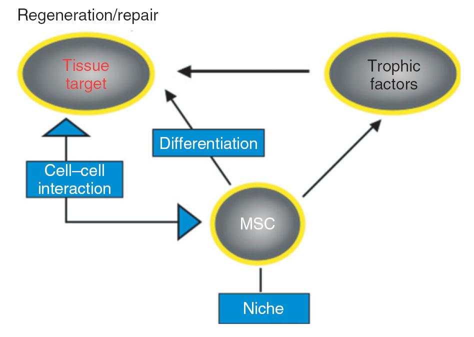 Εικόνα 6.30. Συνεισφορά των µεσεγχυµατικών stem κυττάρων στην ιστική αναγέννηση και επούλωση.