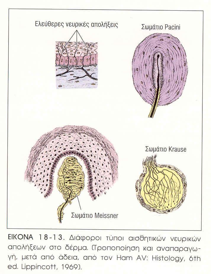 Εικόνα 1.11. ιάφοροι τύποι αισθητικών νευρικών απολήξεων στο δέρµα [Junqueira et al., 1989]. Η χοριο επιδερµιδική συµβολή (DEJ) Η χοριο επιδερµιδική συµβολή (dermal-epidermal junction) (εικόνα 1.