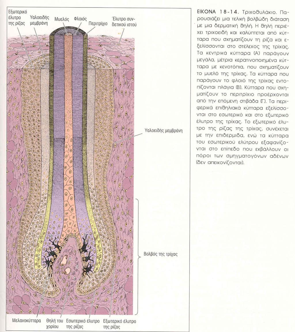 Εικόνα 1.14. Το τριχοθυλάκιο. Απεικονίζονται οι στιβάδες της τρίχας µε το εσωτερικό και το εξωτερικό της έλυτρο [Junqueira et al., 1989].