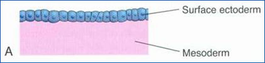 Ινώδεις σχηµατισµοί κάνουν σύντοµα την εµφάνισή τους, και οι τυπικές δεσµίδες κολλαγόνων ινών είναι εµφανείς έως το τέλος του τρίτου µήνα της εµβρυϊκής