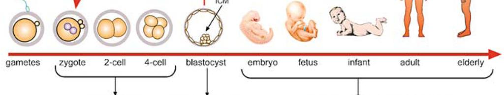 υποστηρικτικούς του ιστούς. Τέτοια κύτταρα είναι τα εµβρυϊκά stem κύτταρα [Mitalipov et al., 2009].