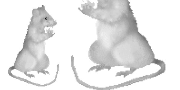 cyclic GMP medulla