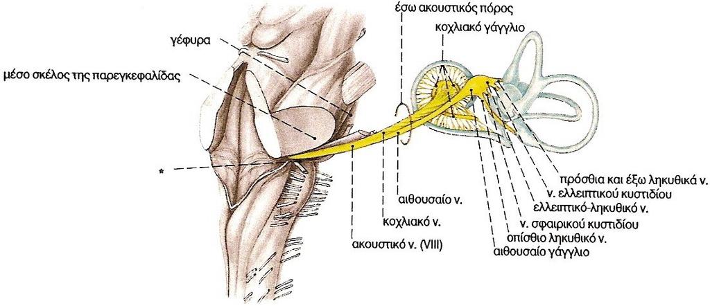 του αντανακλαστικού ελέγχου του μυϊκού τόνου και γενικά των κινήσεων με σκοπό τη διατήρηση της ισορροπίας, ανάλογα με τα ερεθίσματα από τους λαβυρίνθους, δ) στην παρεγκεφαλίδα με την